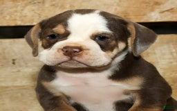 Beabull dogs for sale: Sandy - Image 3