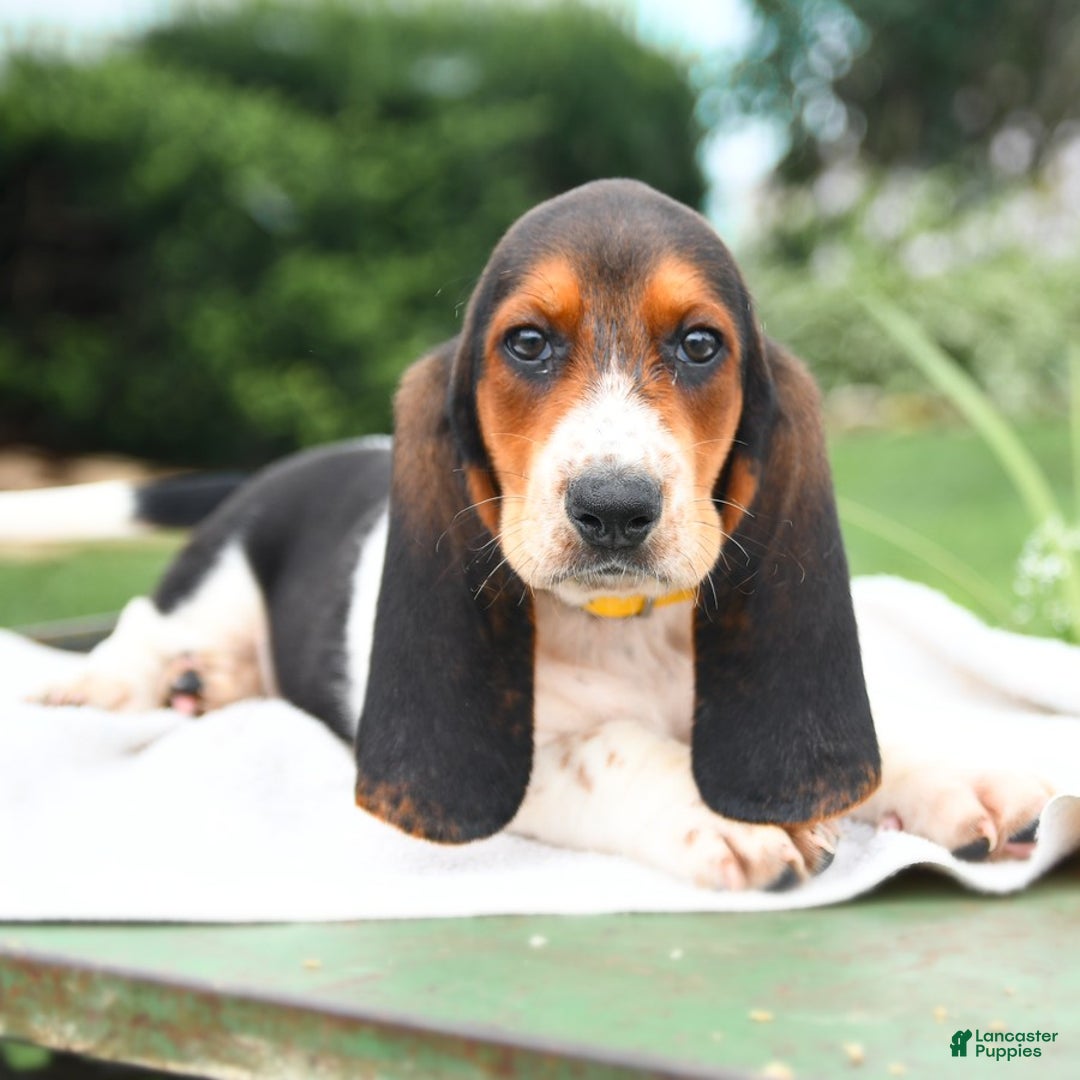 Basset Hound dogs for sale: Roosevelt - Image 1