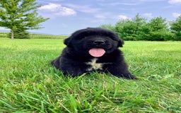 Newfoundland dogs for sale: Dee - Image 6