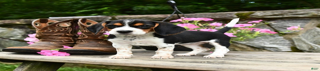Rossi