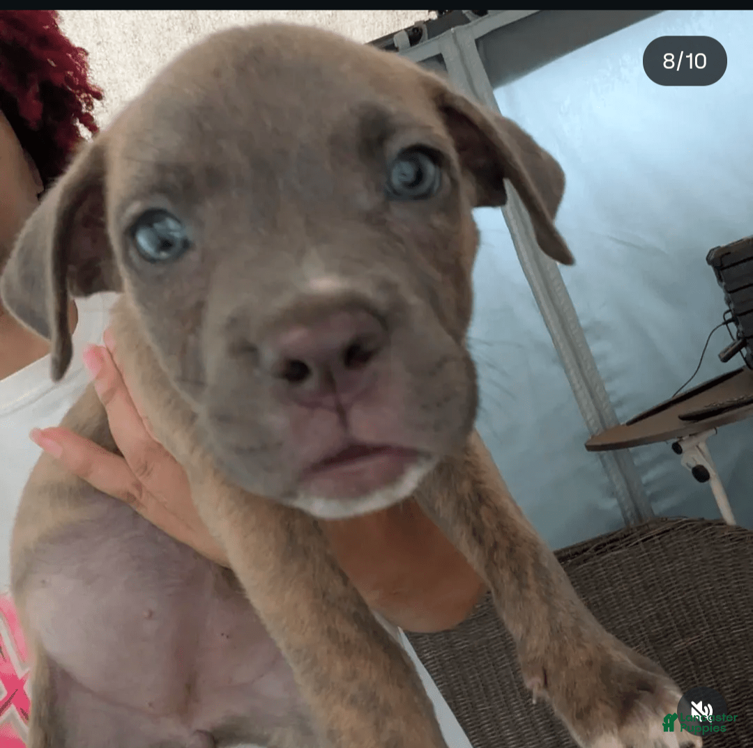 Cane Corso dogs for sale: Smokey - Image 1