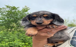 Miniature Dachshund dogs for sale: Drummer - Image 1