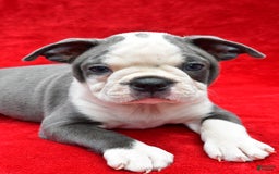 Boston Terrier dogs for sale: Jane - Image 4