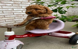 Goldendoodle dogs for sale: Charlotte - Image 4