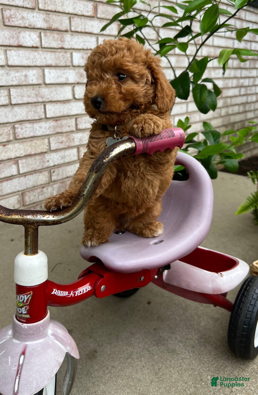 Goldendoodle dogs for sale: Charlotte - Image 4