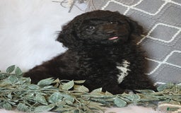 Cockapoo dogs for sale: Winston - Image 1