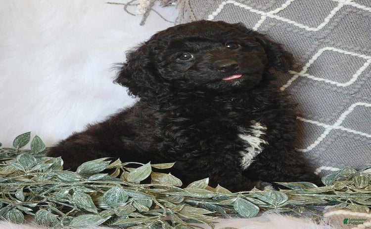 Cockapoo dogs for sale - Ad 3
