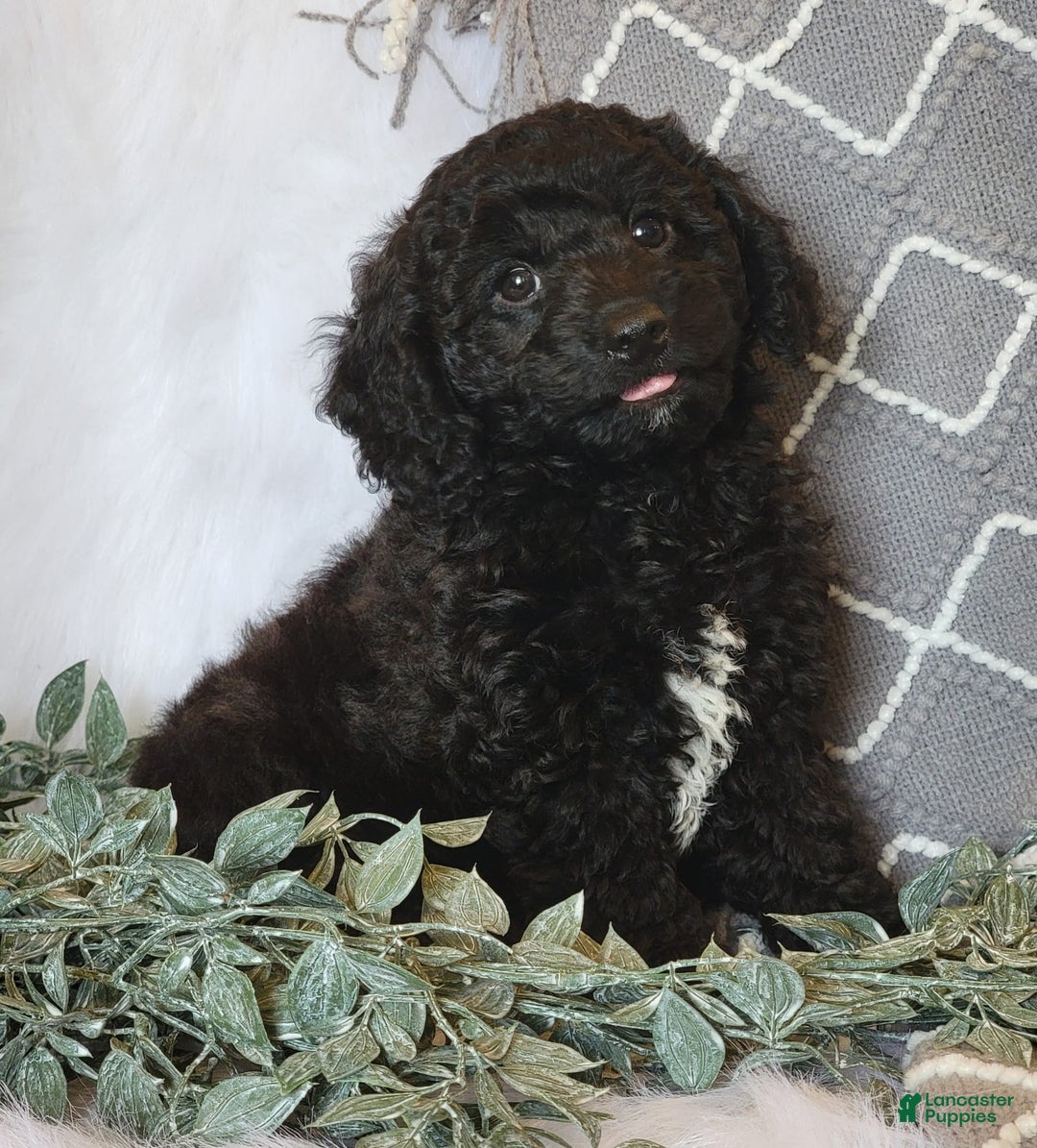 Cockapoo dogs for sale: Winston - Image 1