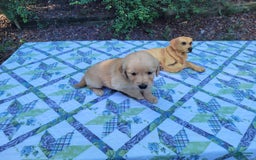 Golden Retriever dogs for sale: SHELLY - Image 9