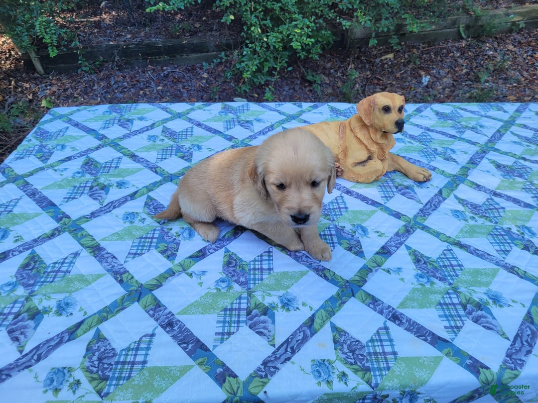 Golden Retriever dogs for sale: SHELLY - Image 9