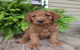 Goldendoodle dogs for sale: Dash - Image 16