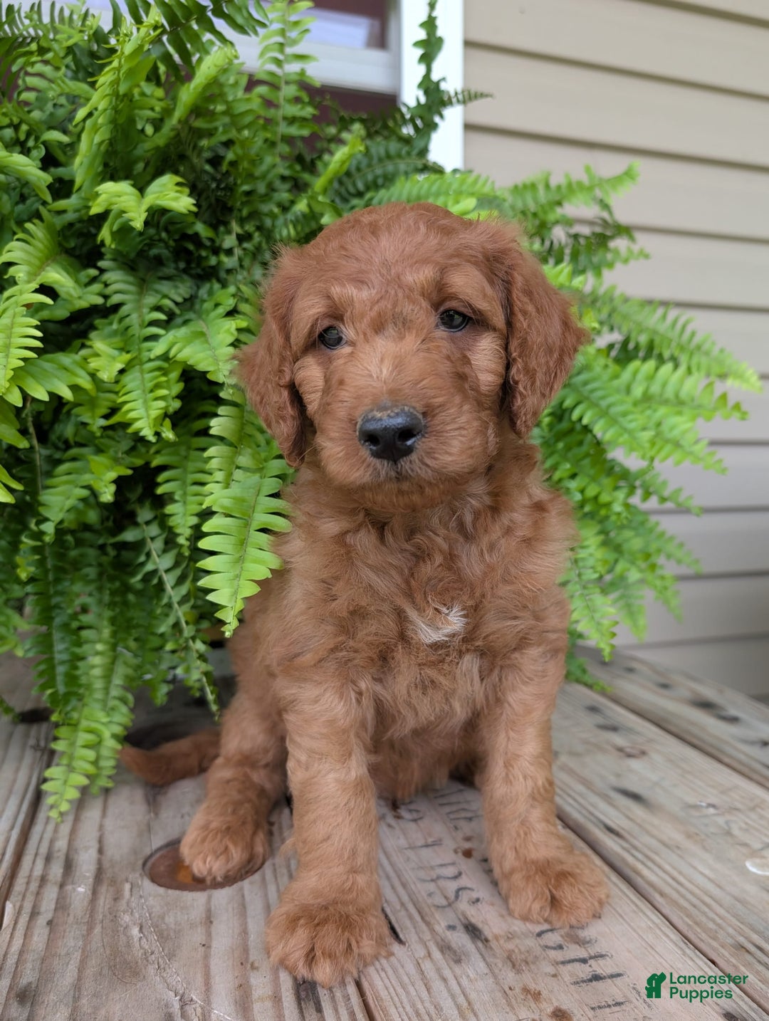 Goldendoodle dogs for sale: Dash - Image 16