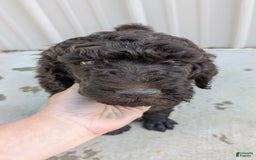 Standard Poodle dogs for sale: Peanut - Image 12