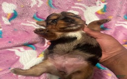 Yorkshire Terrier dogs for sale: Patty - Image 1