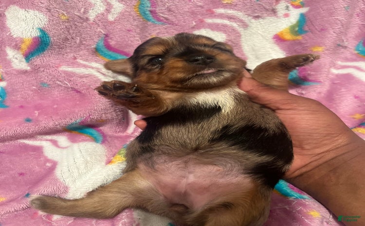 Yorkshire Terrier dogs for sale - Ad 2