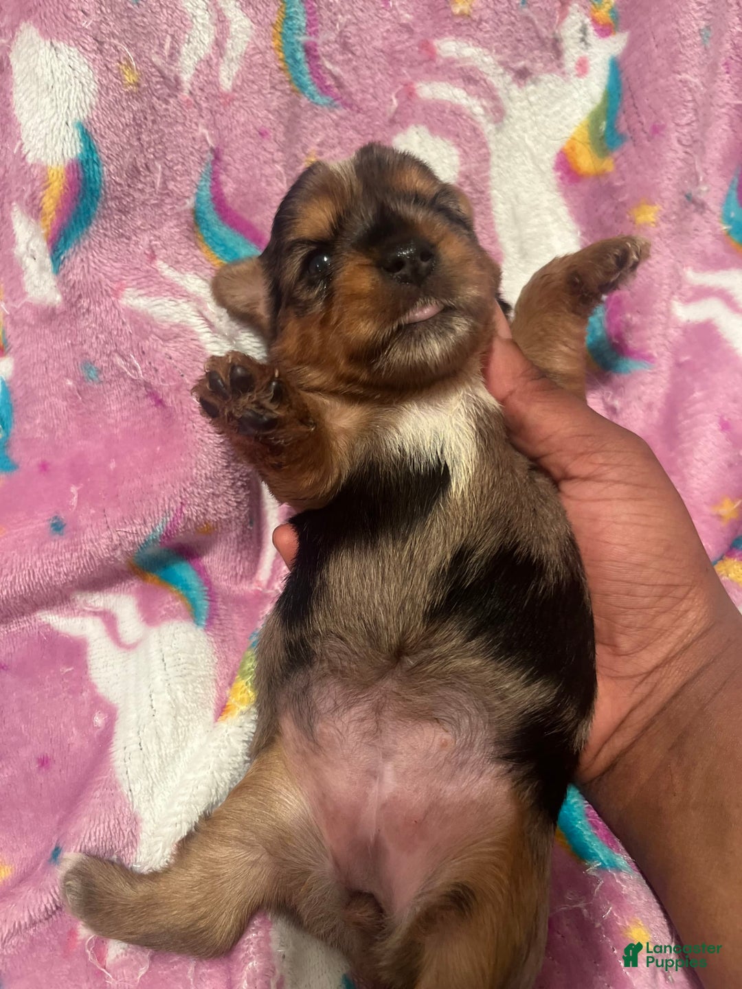 Yorkshire Terrier dogs for sale: Patty - Image 1