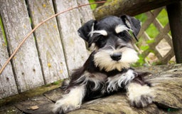 Miniature Schnauzer dogs for sale: Cinderella - Image 9