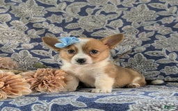 Welsh Corgi Pembroke dogs for sale: Kaelee - Image 4