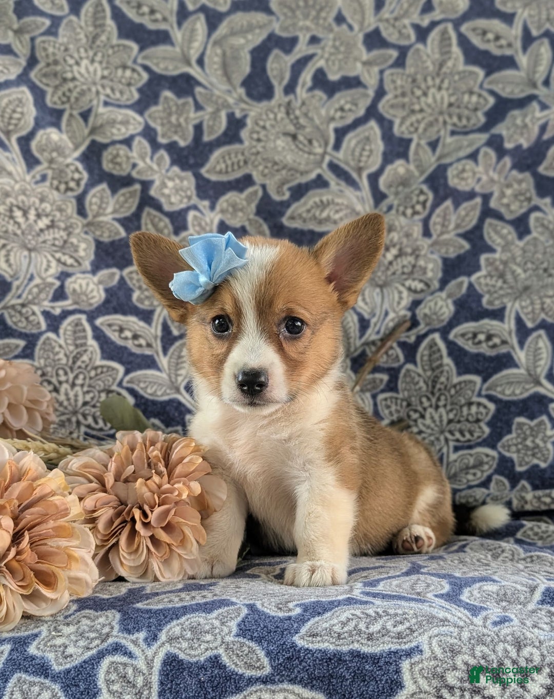 Welsh Corgi Pembroke dogs for sale: Kaelee - Image 4