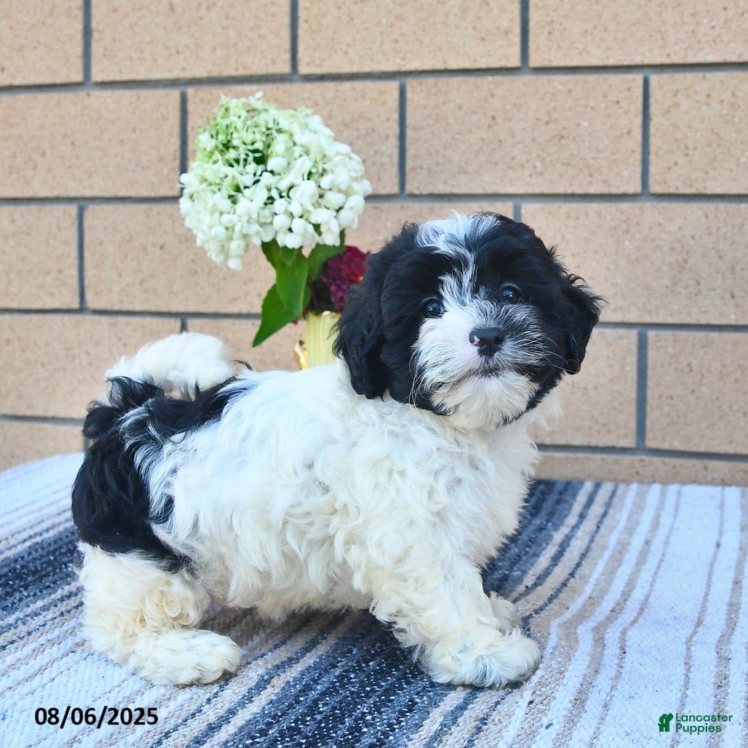Shihpoo dogs for sale: Millie - Image 1
