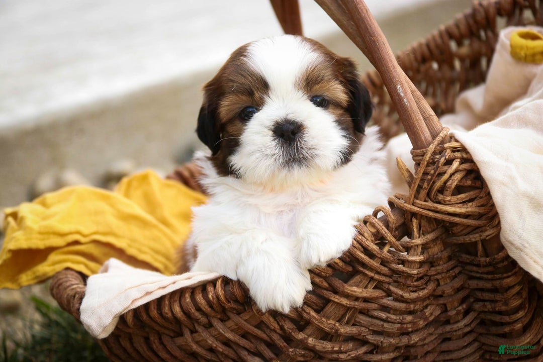 Shih Tzu dogs for sale: Brett - Image 1