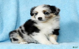 Miniature Australian Shepherd dogs for sale: Ashley - Image 3