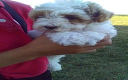 Toy Poodle dogs for sale: Chloe - Image 6