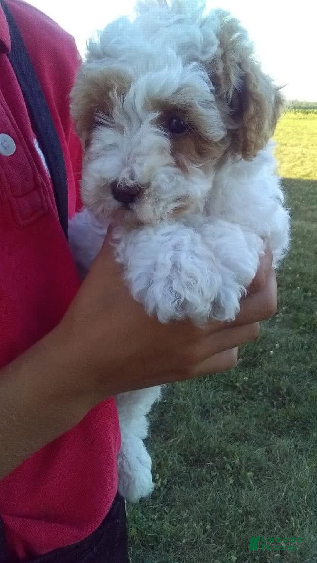 Toy Poodle dogs for sale: Chloe - Image 6