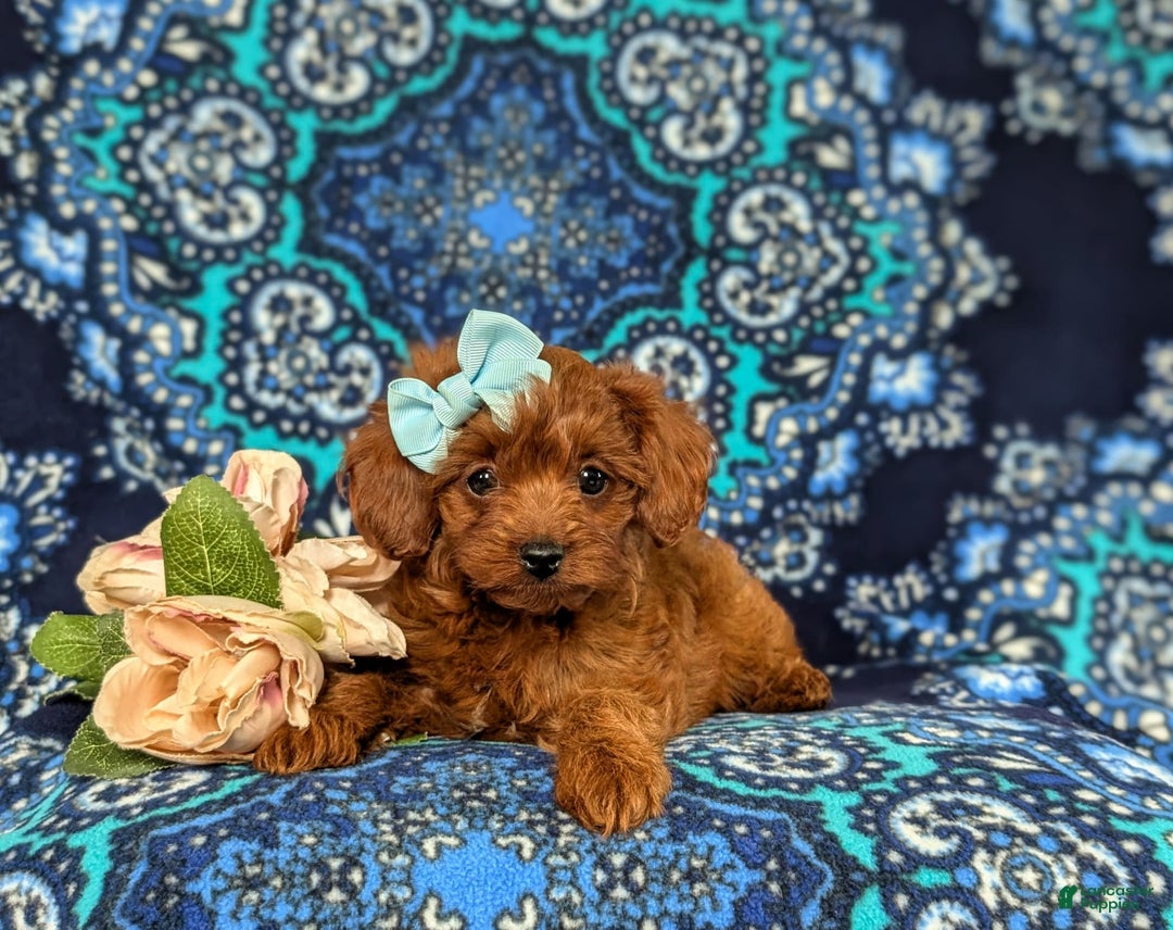 Cavapoo dogs for sale: Kayleigh Toy Size Hypoallergenic - Image 5