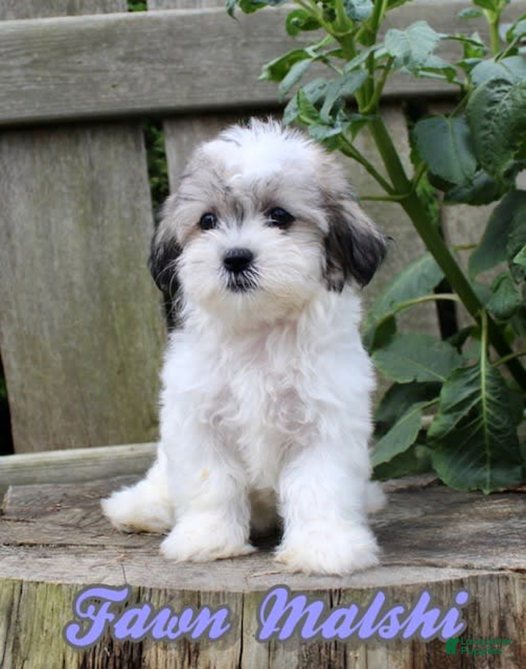 Malshi dogs for sale: Fawn - Image 5
