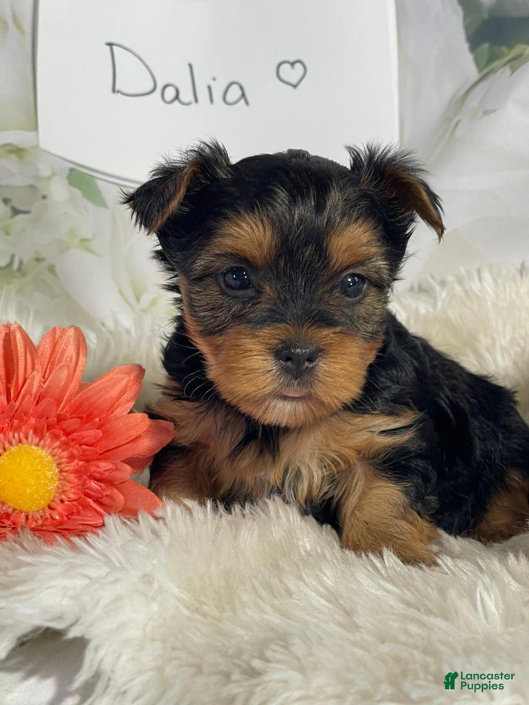 Yorkshire Terrier dogs for sale: Dahlia - Image 6