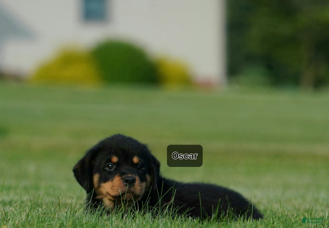 Rottweiler dogs for sale: Oscar - Image 1