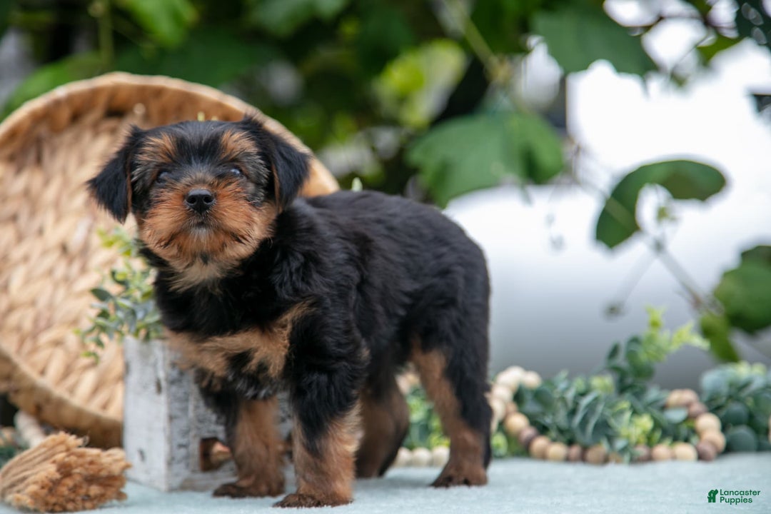 Shorkie dogs for sale: Hiccup - Image 5