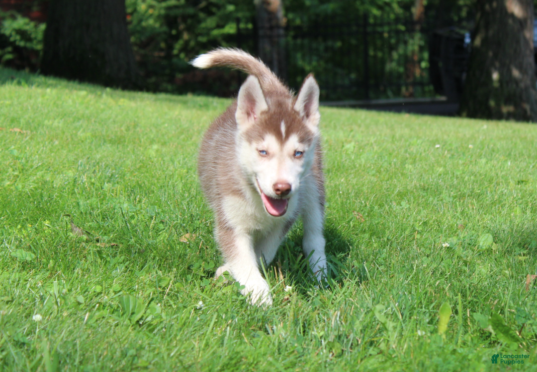 Siberian Husky dogs for sale: Reno - Image 9