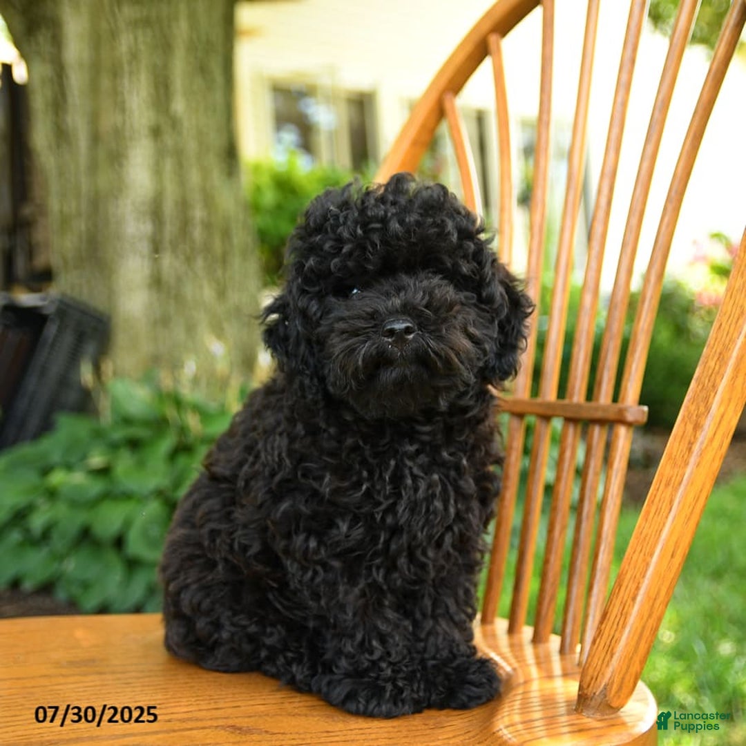 Toy Poodle dogs for sale: Gus - Image 7