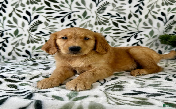 Golden Retriever dogs - Advert 28