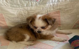 Pomchi dogs for sale: Taner - Image 2