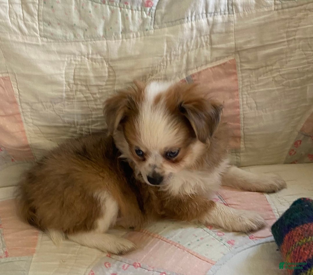 Pomchi dogs for sale: Taner - Image 2