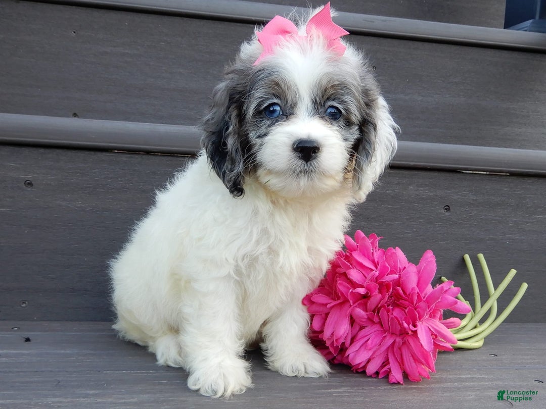Cockapoo dogs for sale: Peaches - Image 2
