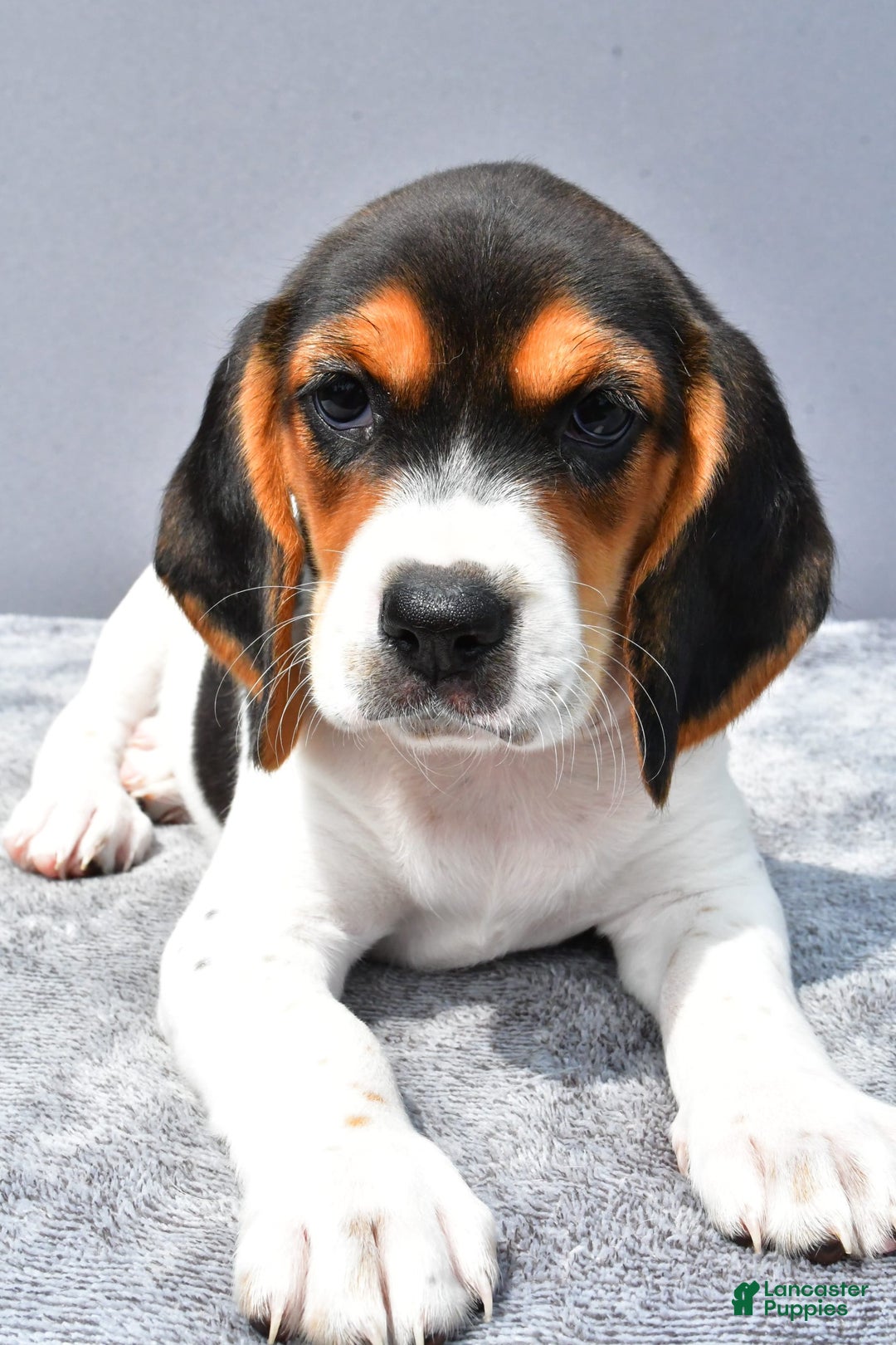 Beagle dogs for sale: Trixie - Image 6