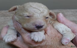Toy Poodle dogs for sale: Chiki - Image 11