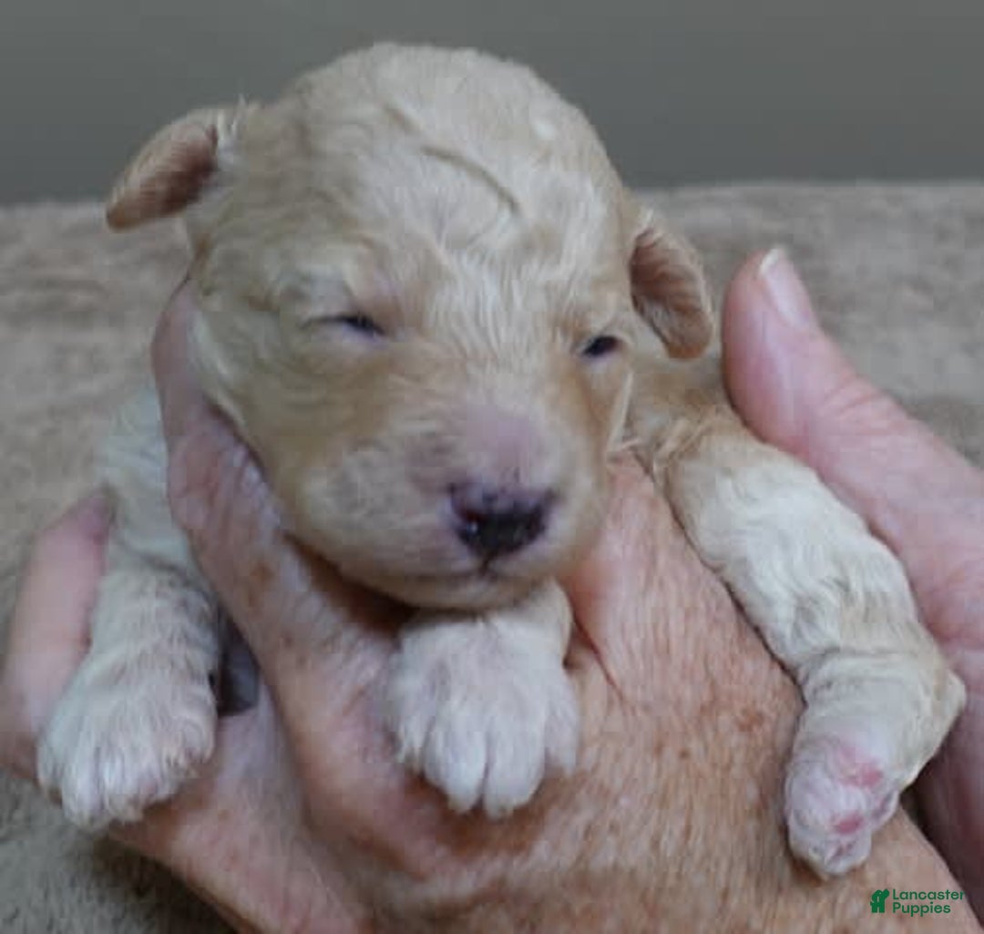 Toy Poodle dogs for sale: Chiki - Image 11