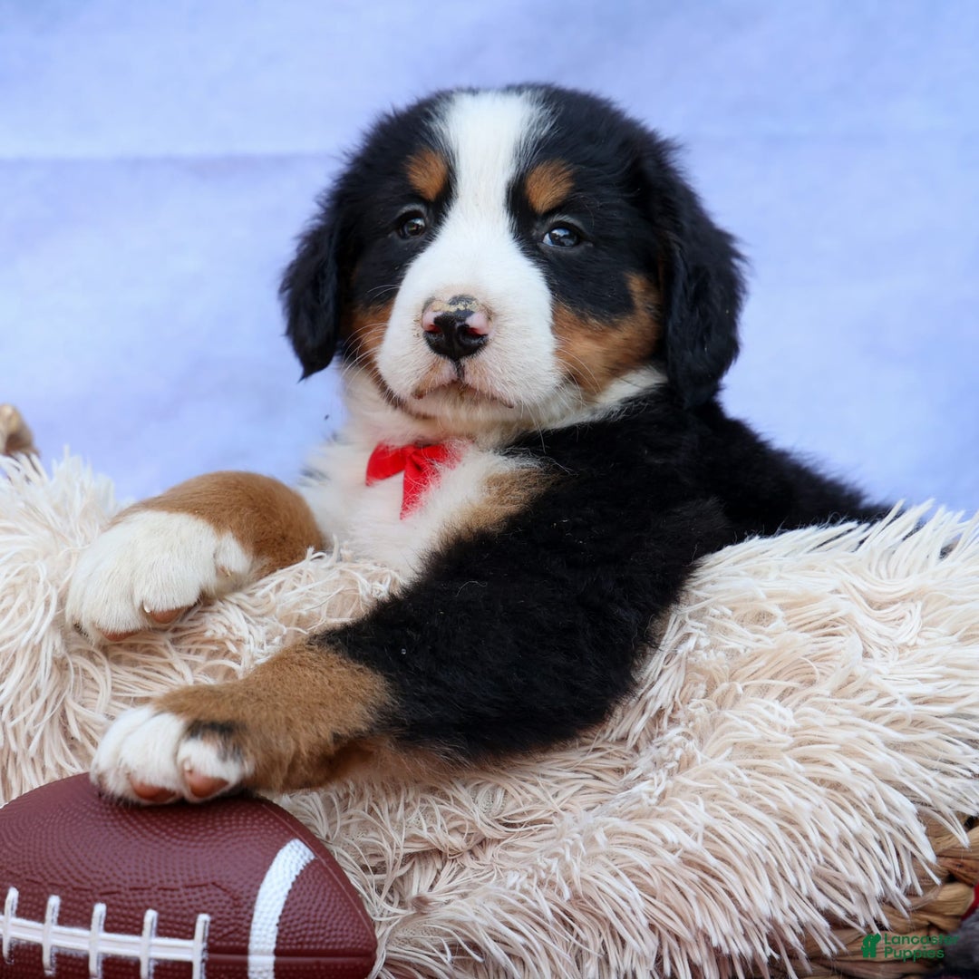 Bernese Mountain Dog dogs for sale: Sage - Image 12