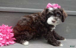 Cockapoo dogs for sale: Laci - Image 4