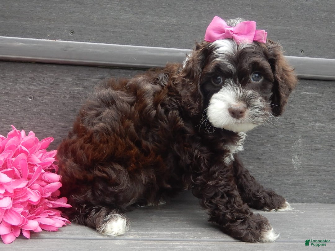 Cockapoo dogs for sale: Laci - Image 4