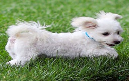 Maltese dogs for sale: Sterling - Image 7