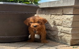 Goldendoodle dogs for sale: Rocky - Image 8