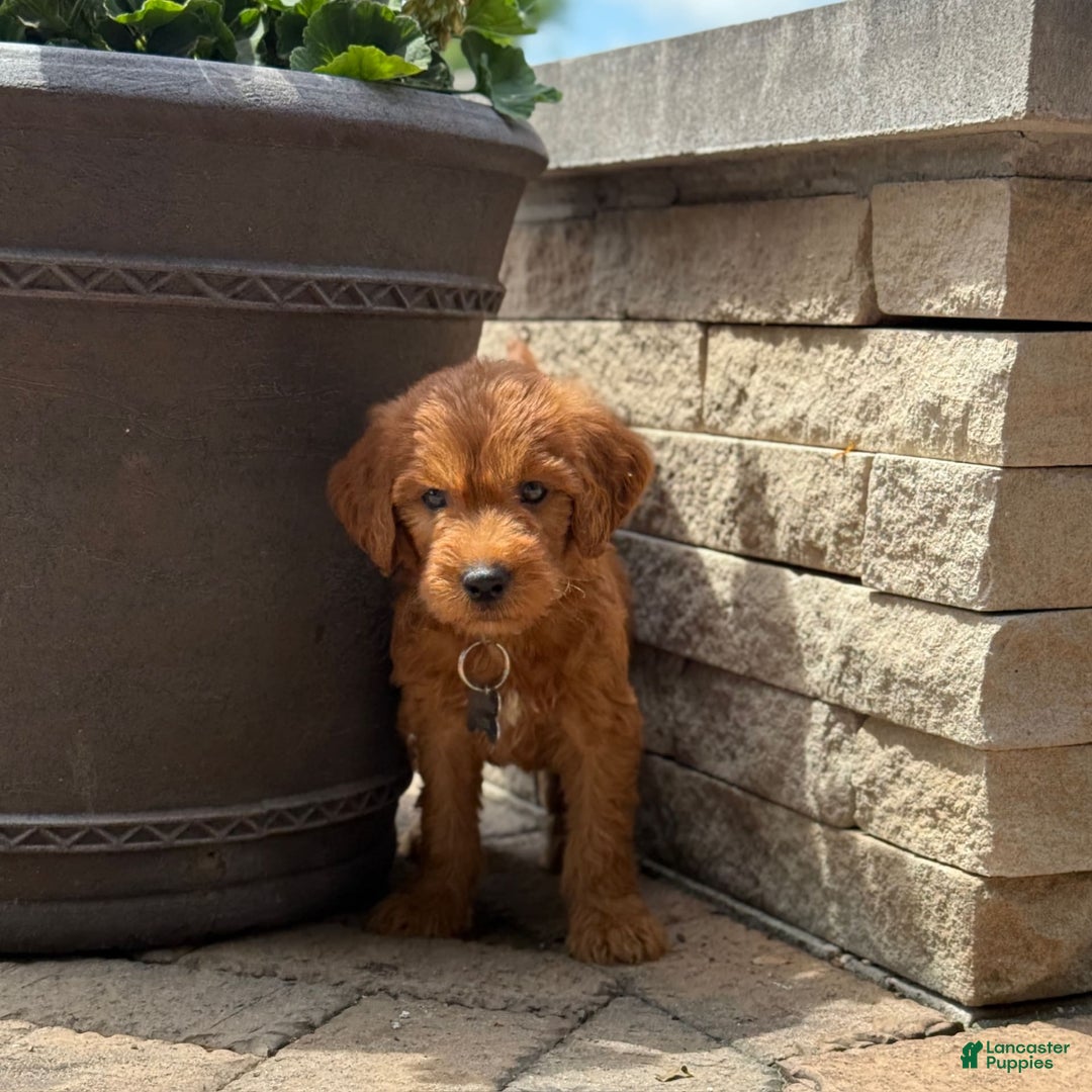 Goldendoodle dogs for sale: Rocky - Image 8