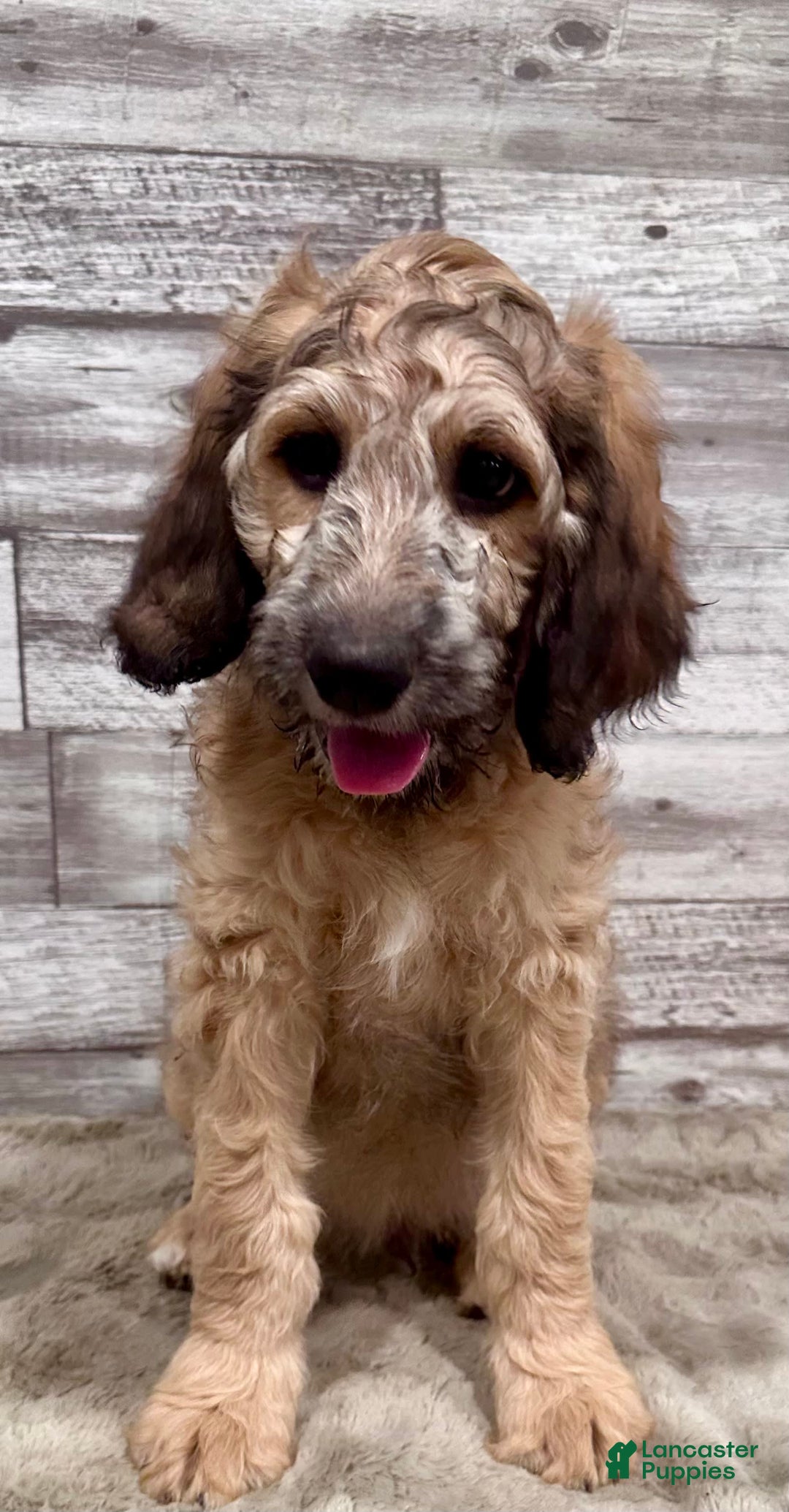 Bernedoodle dogs for sale: F1b Standard Bernedoodle - Image 3