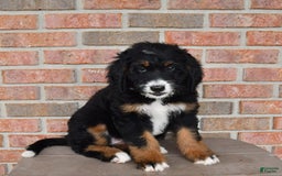 Bernedoodle dogs for sale: Candy - Image 3